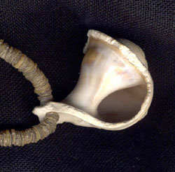 Katie Singer's Jewelry - New Guinea heishi and shell necklace